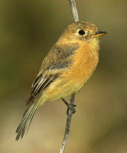 Buff breasted flycatcher bird