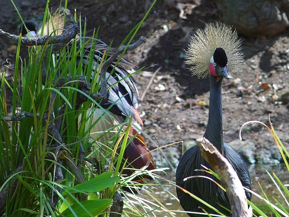 Headdress pride animals photo