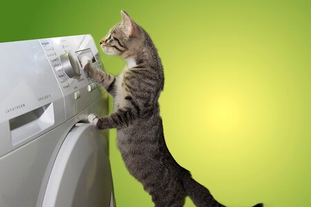 Cat animal laundry