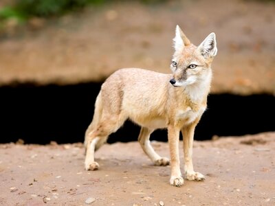 Corsac fox animal photo