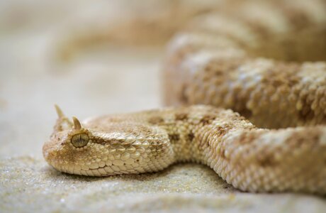 Desert horned viper snake