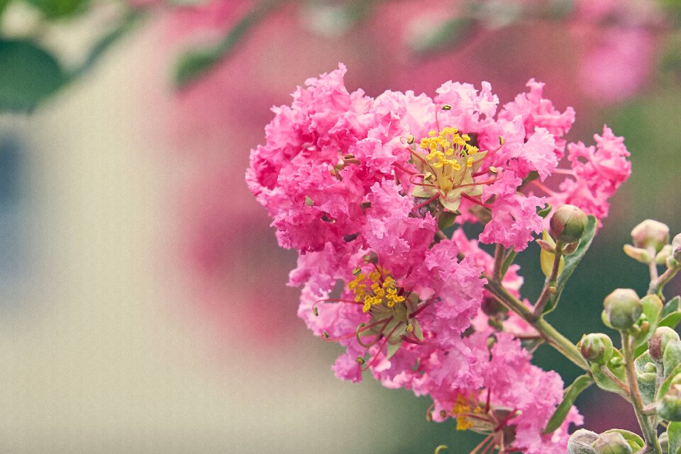 Crape myrtle lagerstroemia indica