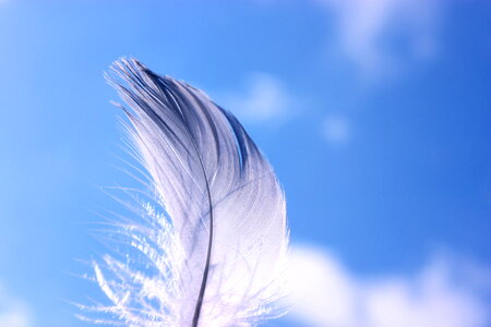 Feather sky