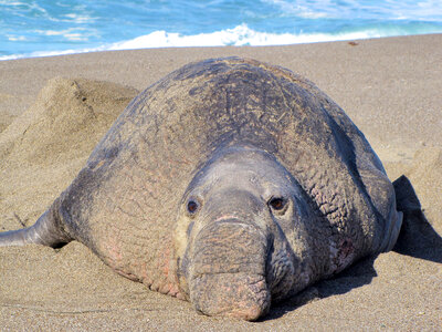 Elephant seal animal