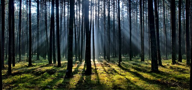 Forest trees sunbeam
