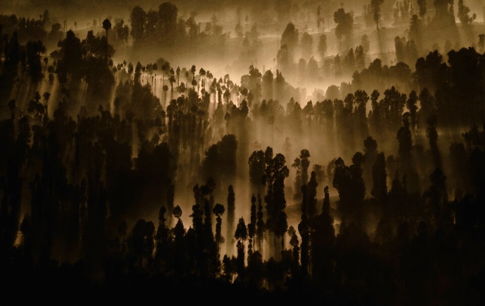 Forest fog landscape