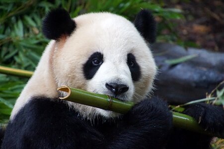 Giant panda animal