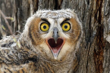 Great horned owl bird