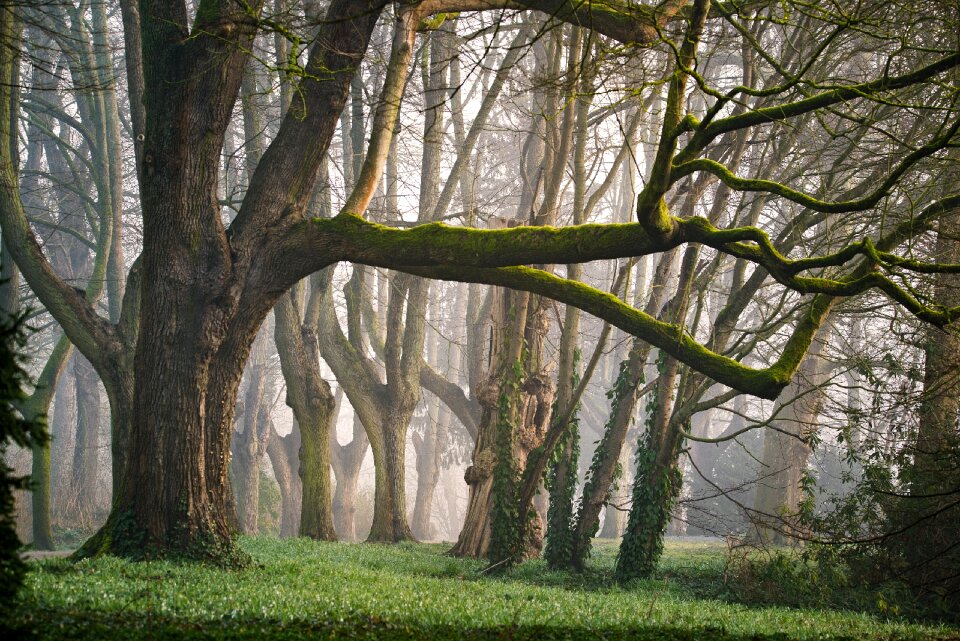 Forest trees fog