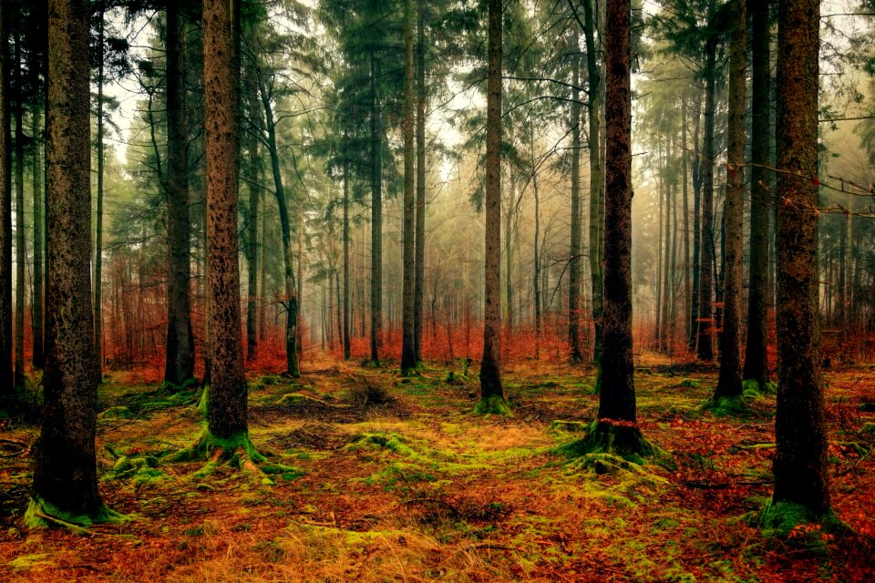 Forest trees landscape