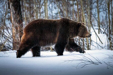 Grizzly bear animal