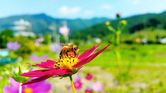 Honey bee cosmos flower