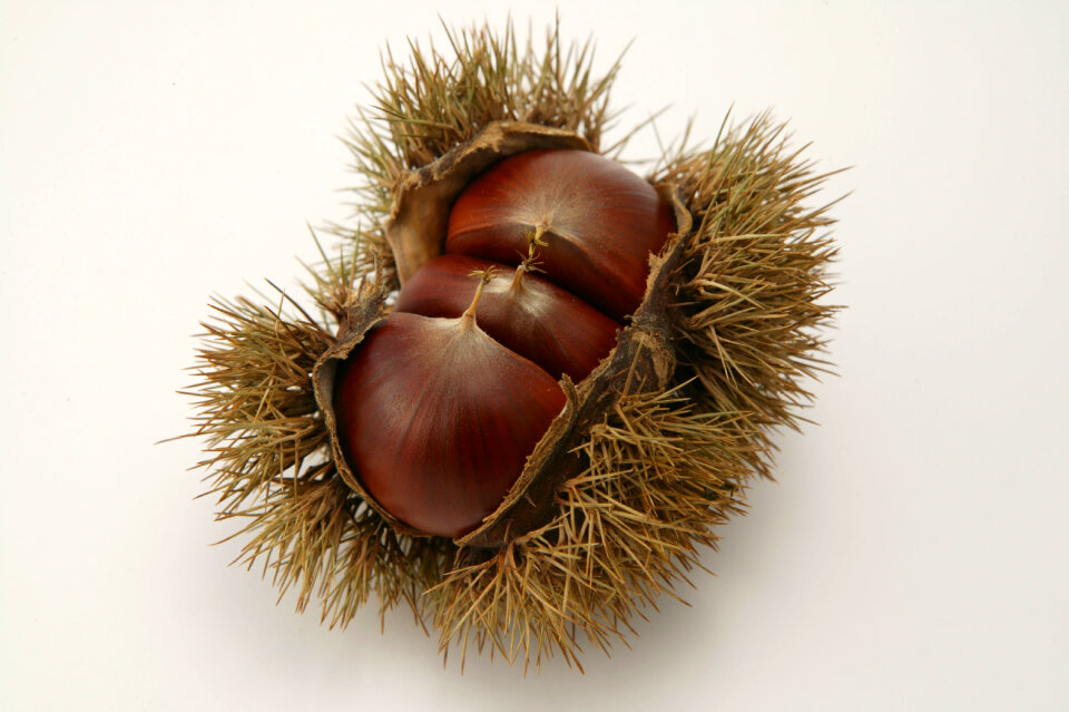 Japanese chestnuts food