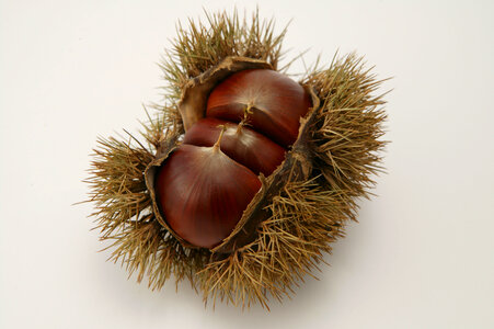 Japanese chestnuts food