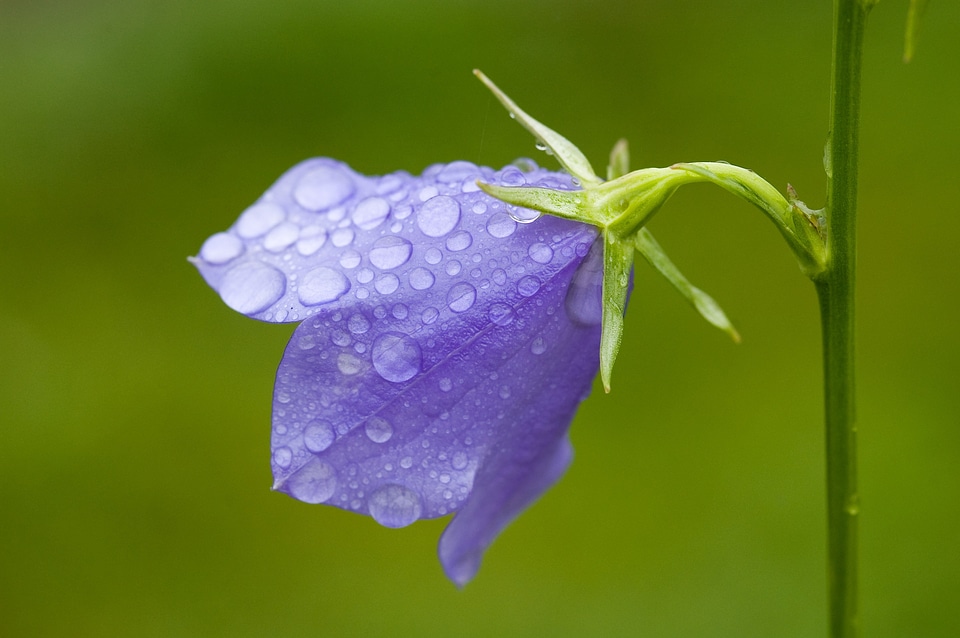 Flower purple blossom