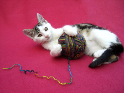 Kitten cat animal