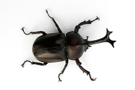 Japanese rhinoceros beetle