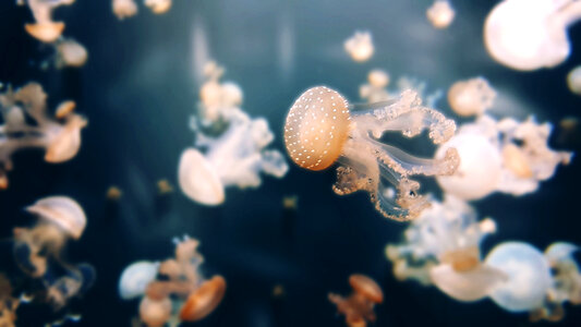 Jellyfish animal photo