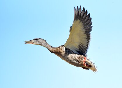 Mallard bird fly photo
