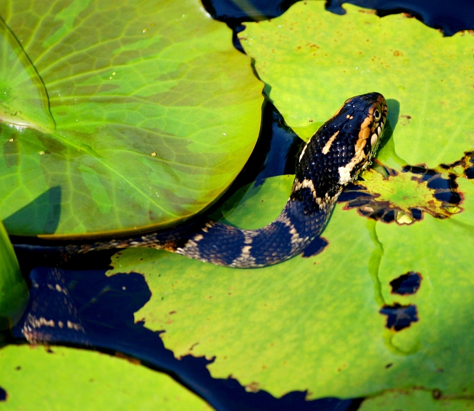 Lily pads water snake reptile