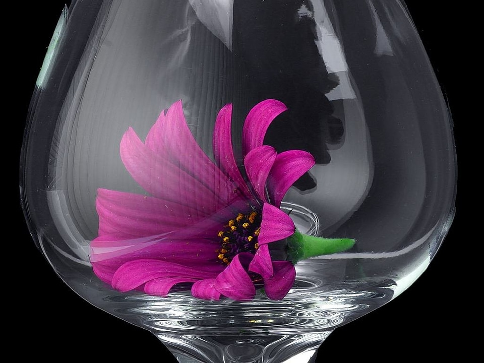Nature flora beautiful