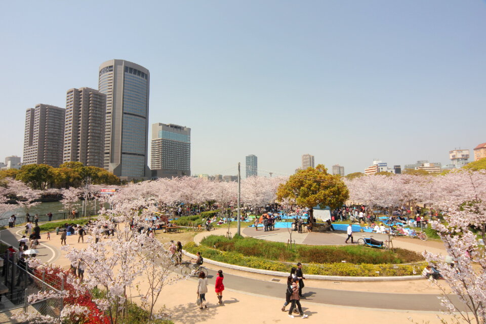 Park cherry blossoms photo