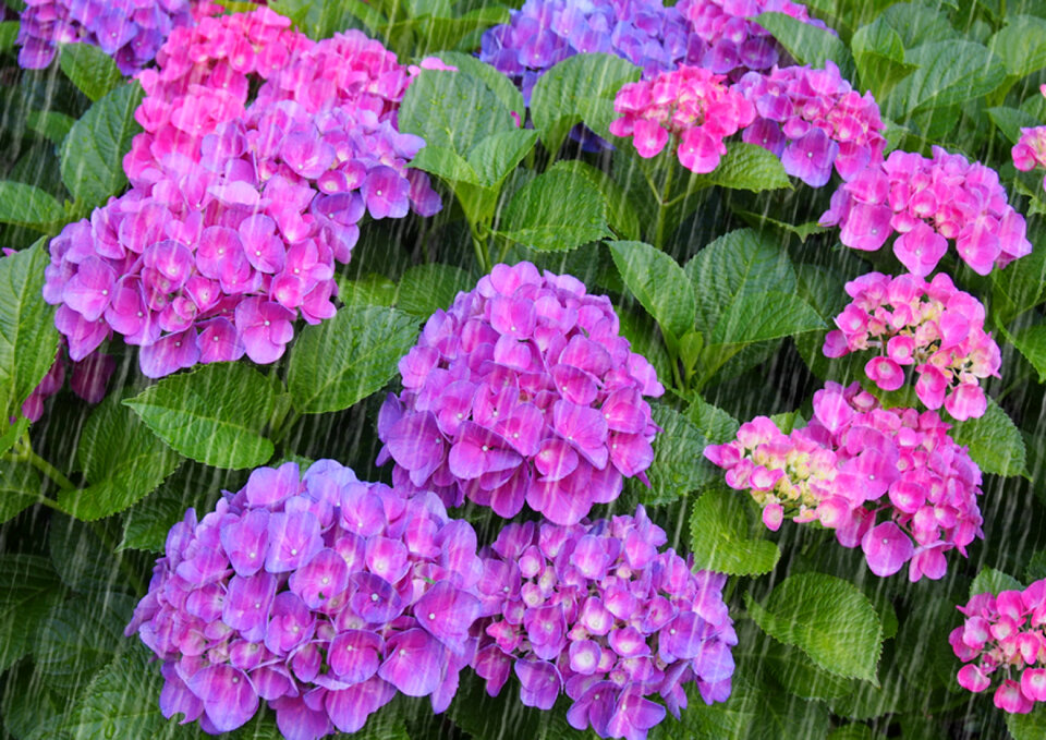 Rain hydrangea flower