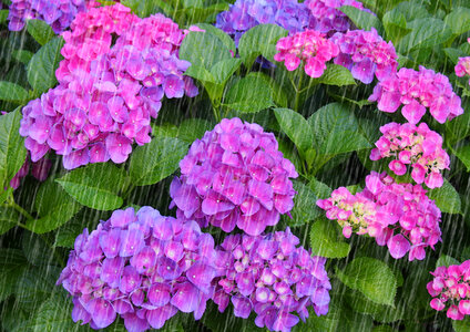 Rain hydrangea flower