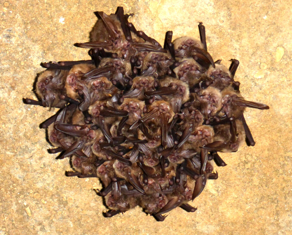 Ozark big eared bats