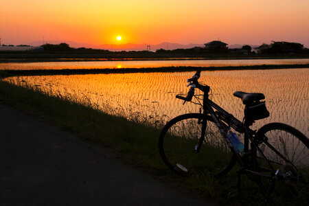 Rice field sunset bicycle