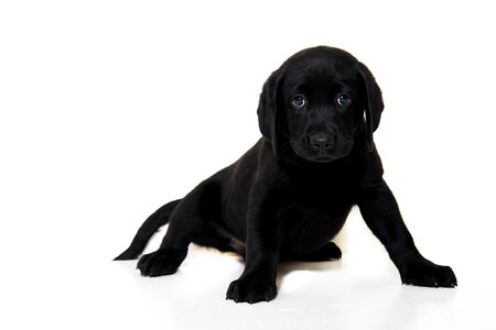 Puppy dog labrador retriever
