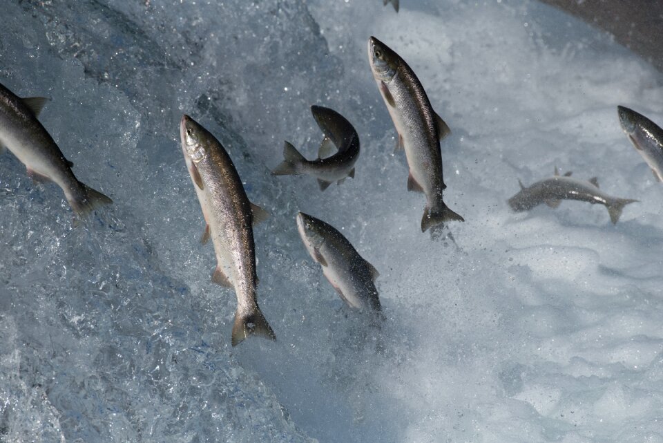 Salmon fish jumping