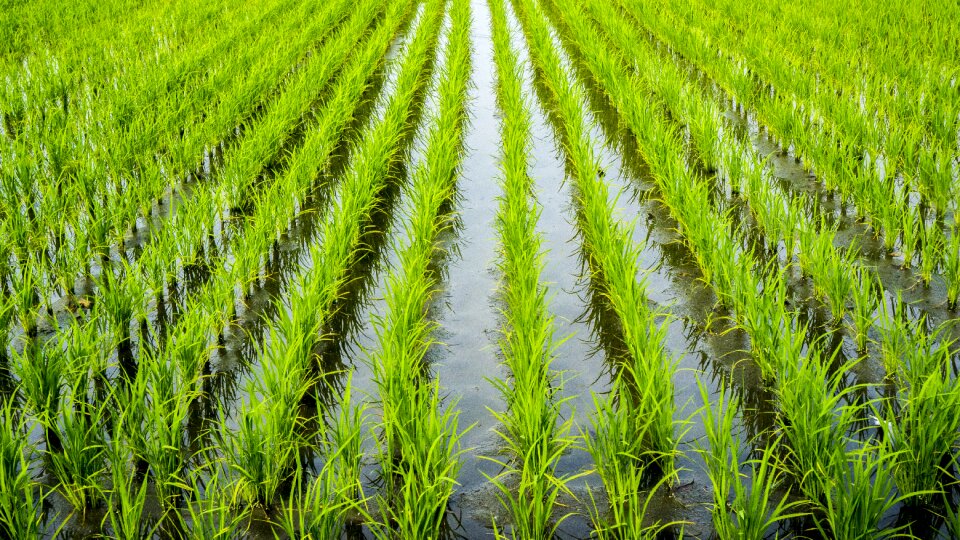 Rice paddy field photo