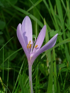 Blossom bloom colchicum autumnale