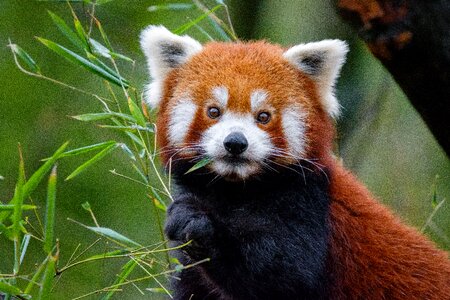 Red panda animal photo