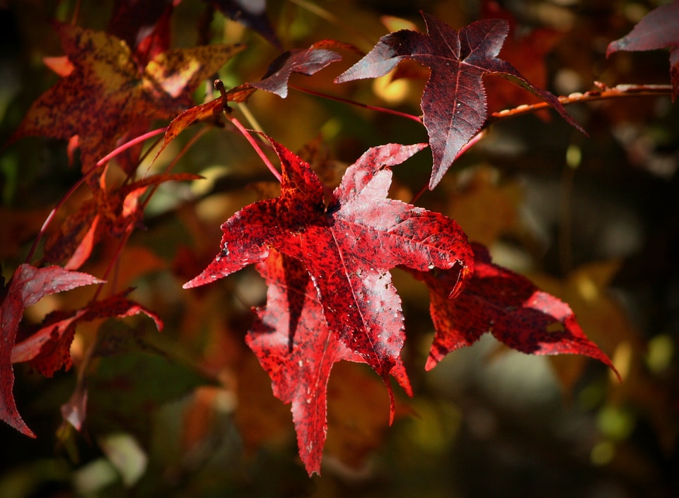 Full color autumn