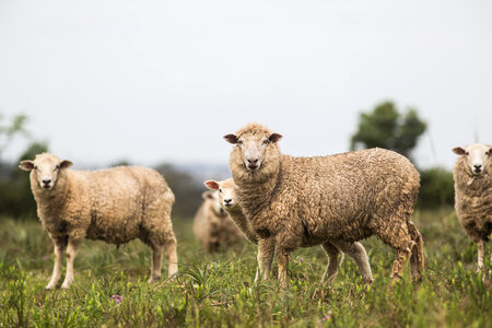 Sheeps animal photo