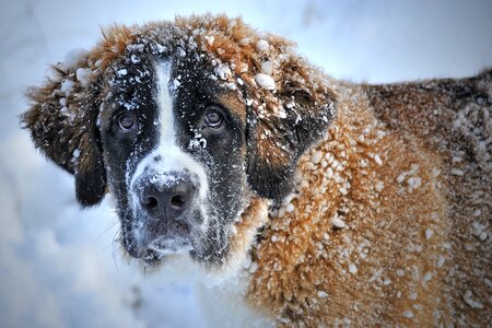 St bernard dog animal snow photo