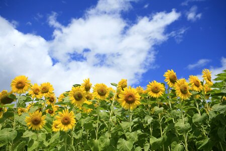 Sunflower field summer