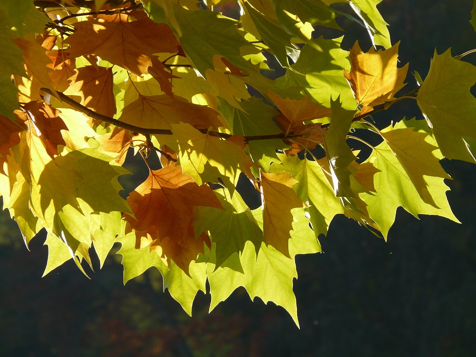 Backlighting colorful color