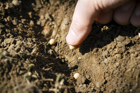 Sowing seeds agriculture