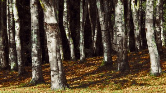 Trees trunk forest