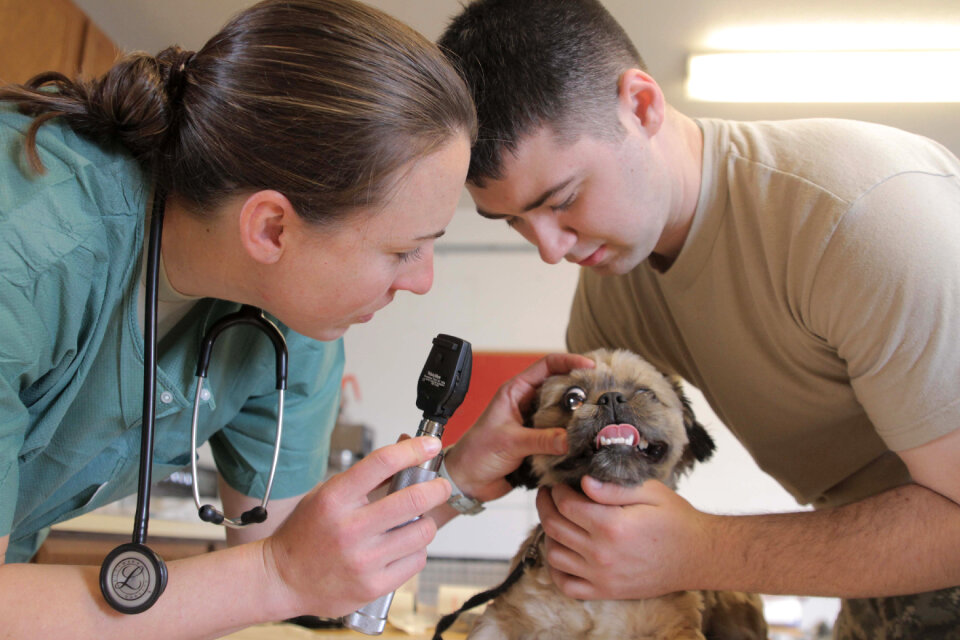 Veterinarian woman dog