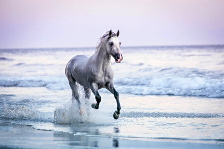 White horse run photo