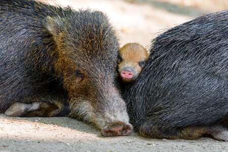 Wild boar animal sleep photo