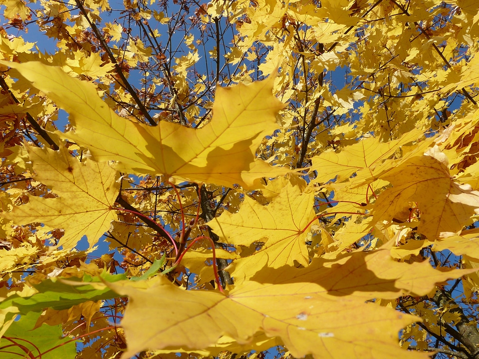 Backlighting colorful color