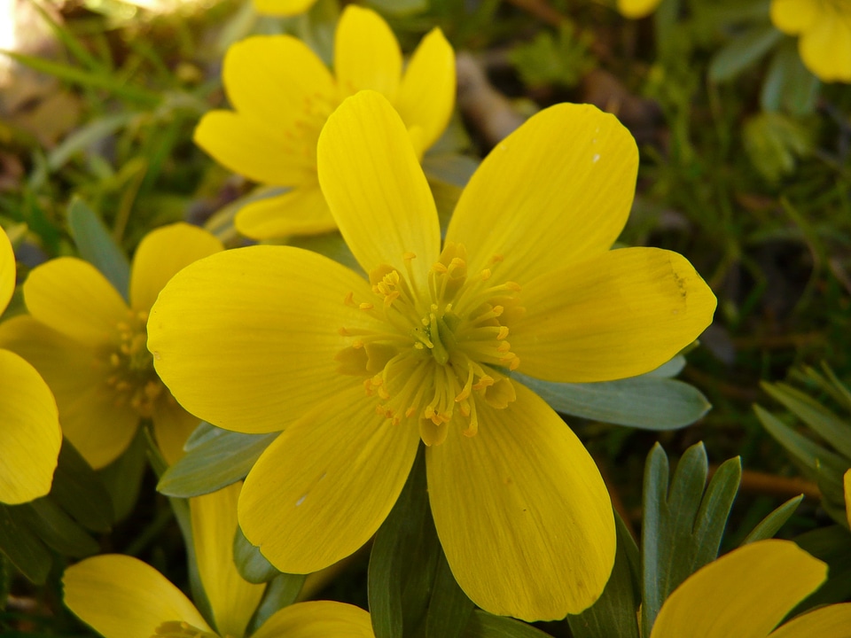 Close up macro flowers
