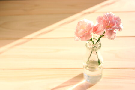 Carnation flower photo