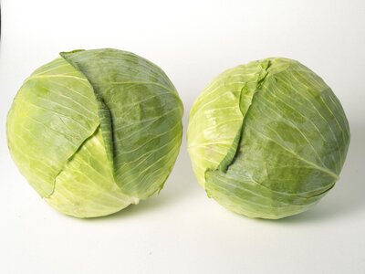 Cabbage vegetable food