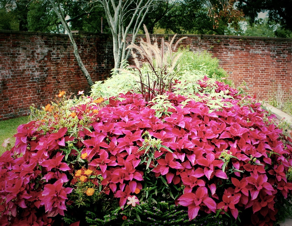Plants tropical blooming